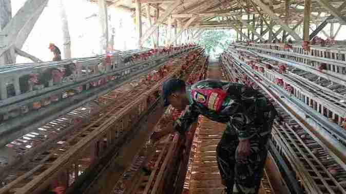 babinsa koramil larangan Babinsa Koramil 0826-05 Larangan Dukung UMKM, Dampingi Warga Desa Duko Timur Ternak Ayam Petelur