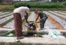 Babinsa Koramil 0826-10 Waru Bantu Warga Binaan dalam Pengairan Tanaman Cabai