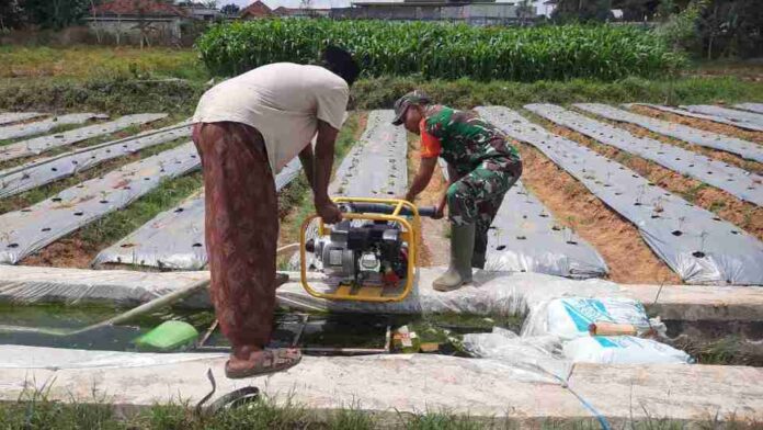 babinsa koramil waru bantu pengiran tanaman cabai Babinsa Koramil 0826-10 Waru Bantu Warga Binaan dalam Pengairan Tanaman Cabai
