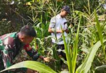 Dukung Ketahanan Pangan, Babinsa Koramil 0826-09 Pakong Bantu Warga Desa Bandungan Rawat Tanaman Jagung