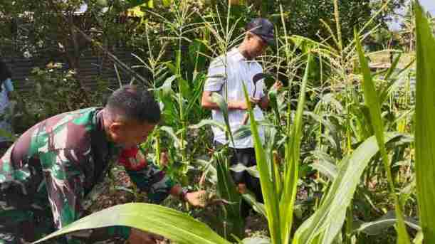 babinsa pakong jaga ketahan pangan Dukung Ketahanan Pangan, Babinsa Koramil 0826-09 Pakong Bantu Warga Desa Bandungan Rawat Tanaman Jagung
