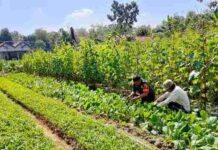 Babinsa Koramil 0826-08 Palengaan Beri Motivasi Petani Sayur