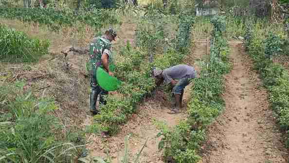 babinsa palengaan laok sirami tanaman cabe
