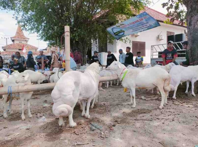 domba Sapudi