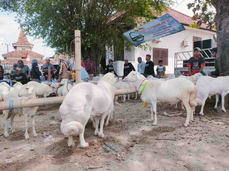 Meriahkan Hut Kemerdekaan Ri Ke-80, Domba Sapudi Ikuti Kontes