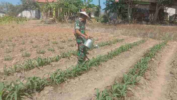 koramil proppo rawat jagung Babinsa Koramil 0826-03 Proppo Turun ke Sawah, Dampingi Petani Rawat Jagung
