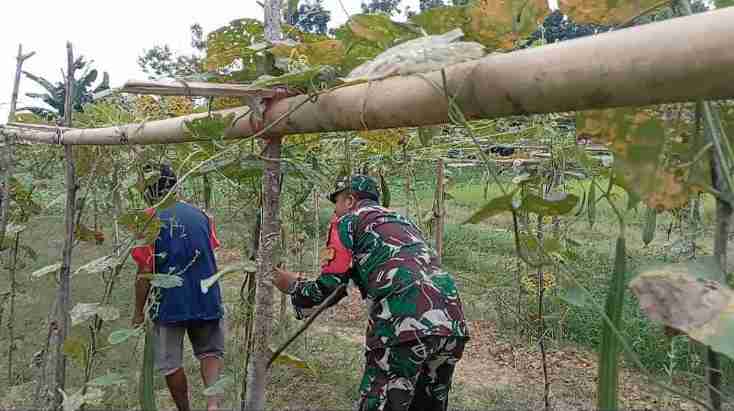 Babinsa Koramil 0826-08 Palengaan Komsos Dengan Petani Gambas