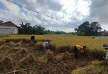 Babinsa Koramil 0826-06 Pademawu Terjun ke Sawah Bantu Petani Desa Durbuk Panen Padi Tahap Kedua