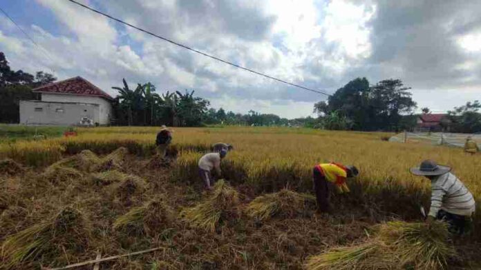 panen padi desa durbuk tahap 2 Babinsa Koramil 0826-06 Pademawu Terjun ke Sawah Bantu Petani Desa Durbuk Panen Padi Tahap Kedua