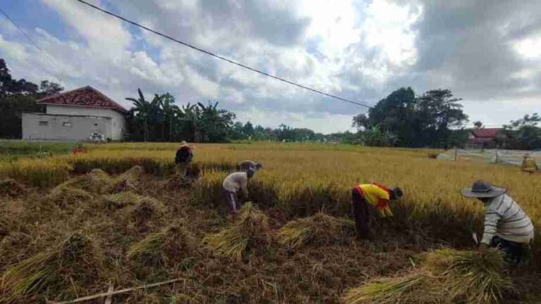 Babinsa Koramil 0826-06 Pademawu Terjun Ke Sawah Bantu Petani Desa Durbuk Panen Padi Tahap Kedua