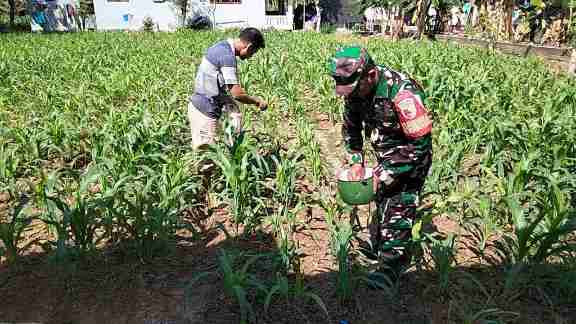 pempupukan tanaman jagung