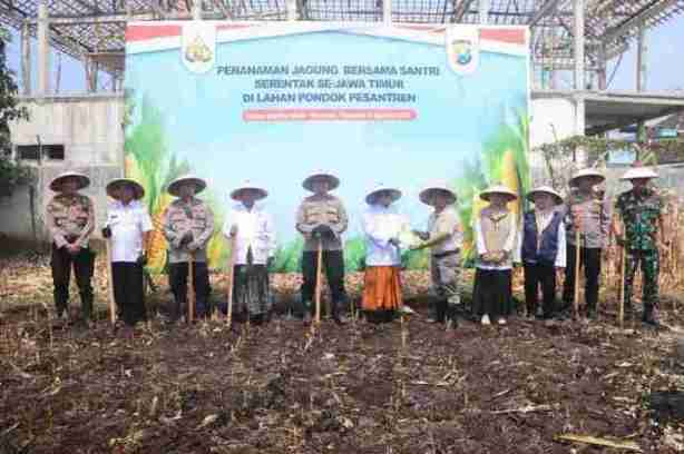 tanam jagung bersama santri