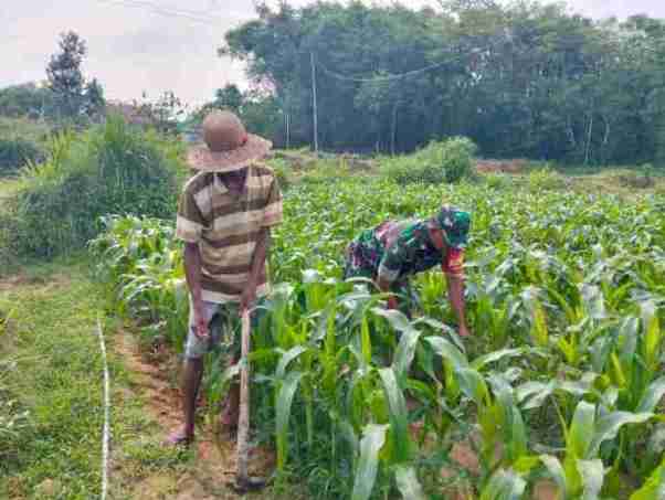 Babinsa Koramil 0826-02 Tlanakan Bantu Petani Rawat Tanaman Jagung