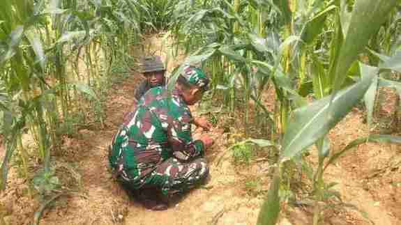 Babinsa Koramil 0826-10 Waru Komsos bersama Petani Jagung Desa Tampojung Pregi
