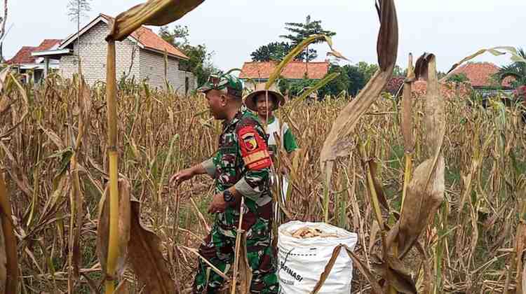 Babinsa Koramil 0826-07 Pegantenan Dampingi Warga Bulangan Branta Panen Jagung