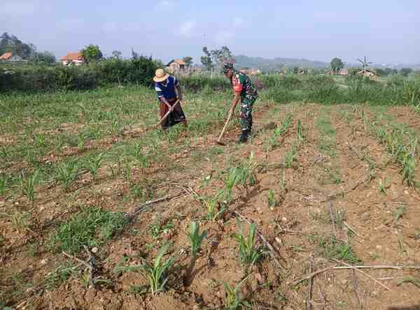 babinsa Koramil waru ke sawah