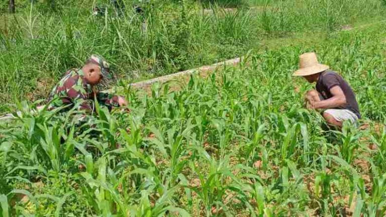 Babinsa Koramil 0826-09 Pakong Bantu Warga Bajang Rawat Tanaman Jagung