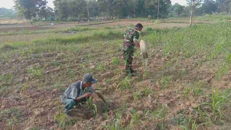 Babinsa Koramil 0826-03 Proppo Dukung Semangat Petani Desa Karanganyar Rawat Tanaman Jagung