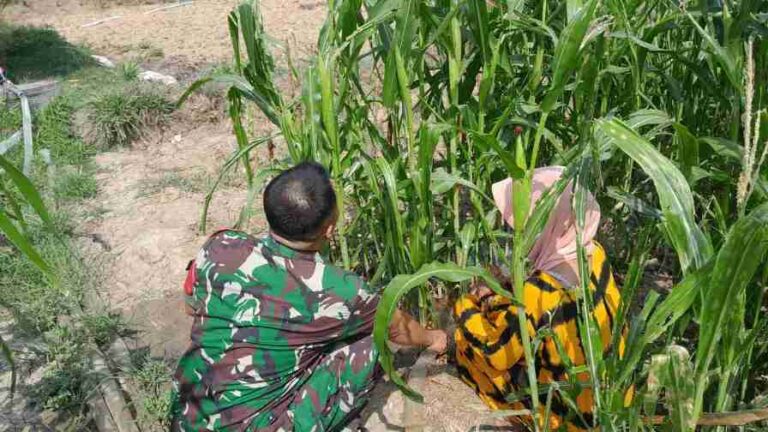 Tingkatkan Semangat Bertani, Babinsa Koramil 0826-09 Pakong Bantu Warga Klompang Timur Pengairan Tanaman Jagung
