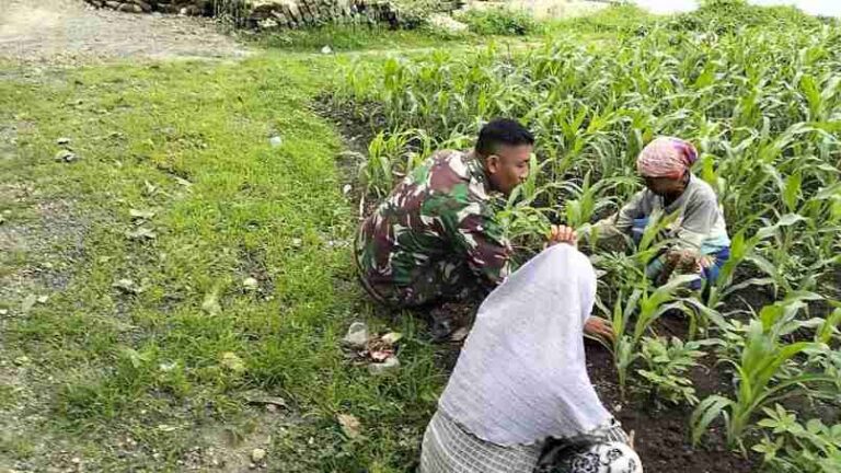 Babinsa Koramil 0826-06 Pademawu Ajak Petani Tingkatkan Semangat Bertani