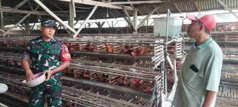 Dukung Umkm, Babinsa Koramil 0826-09 Pakong Komsos Dengan Peternak Ayam Petelur Di Desa Palalang