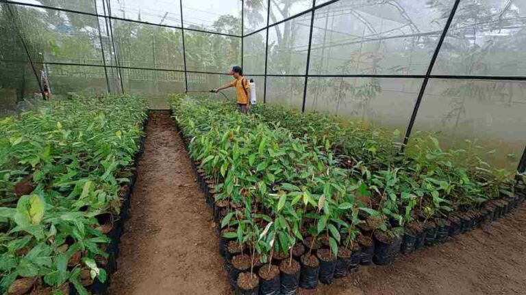 Program Tjsl, Pln Dukung Pembibitan Durian Merah Di Songgon Banyuwangi