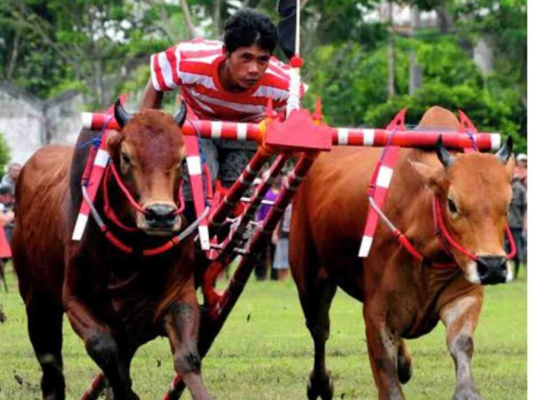 Lomba Karapan Sapi Piala Bupati Sumenep Segera Digelar, Ini Jadwalnya
