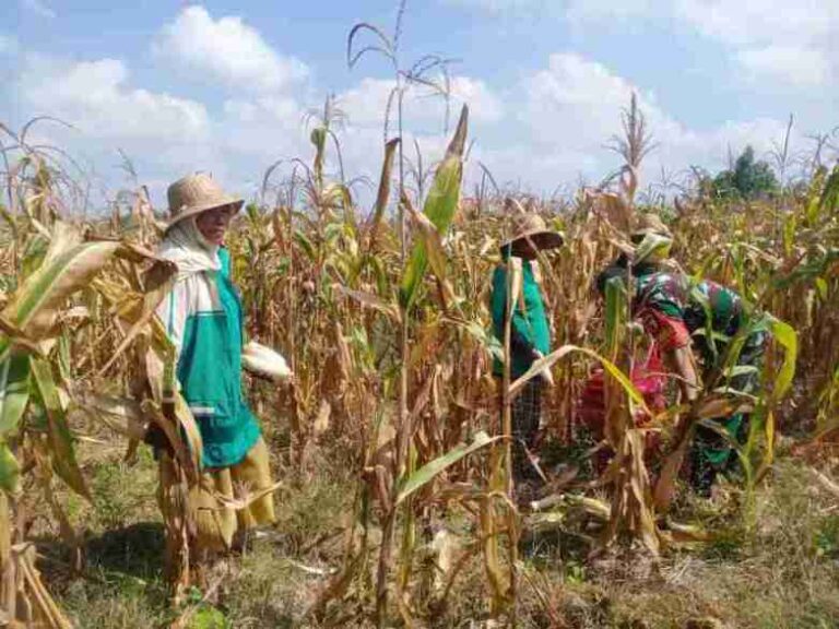 Dukung Ketahanan Pangan, Babinsa Koramil 0826-01 Pamekasan Dampingi Panen Jagung Di Panempan