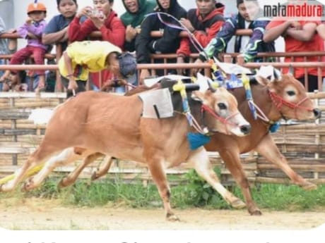 Lomba Karapan Sapi
