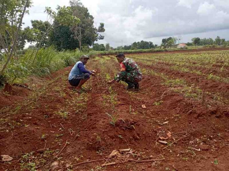 Babinsa Koramil 0826-11 Batumarmar Dampingi Petani Jagung  Di Dusun Betes Timur