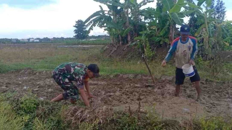 Babinsa Koramil 0826-03 Proppo Bersama Petani Desa Pangtonggal Semai Bibit Padi