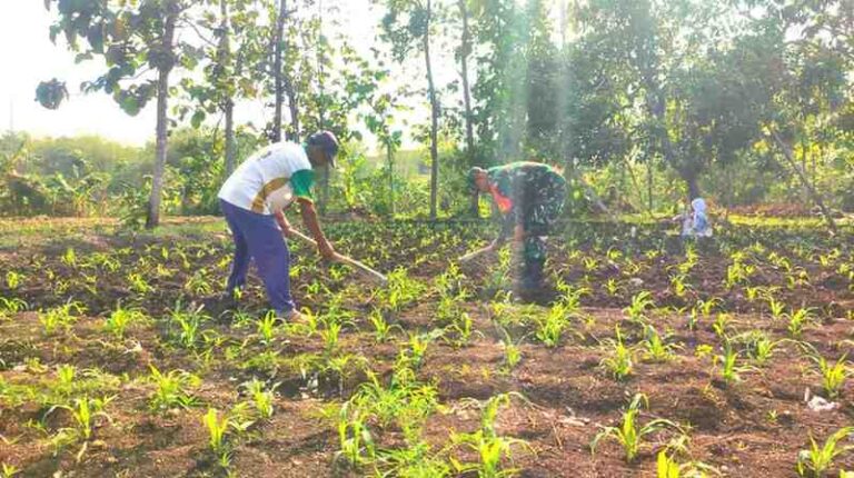 Babinsa Koramil 0826-02 Tlanakan Bantu Petani Jagung Desa Kramat Lakukan Pendangiran