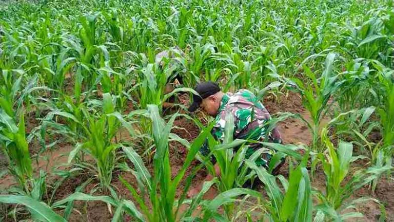 Babinsa Koramil 0826-05 Larangan Bantu Petani Dusun Du’alas Rawat Tanaman Jagung