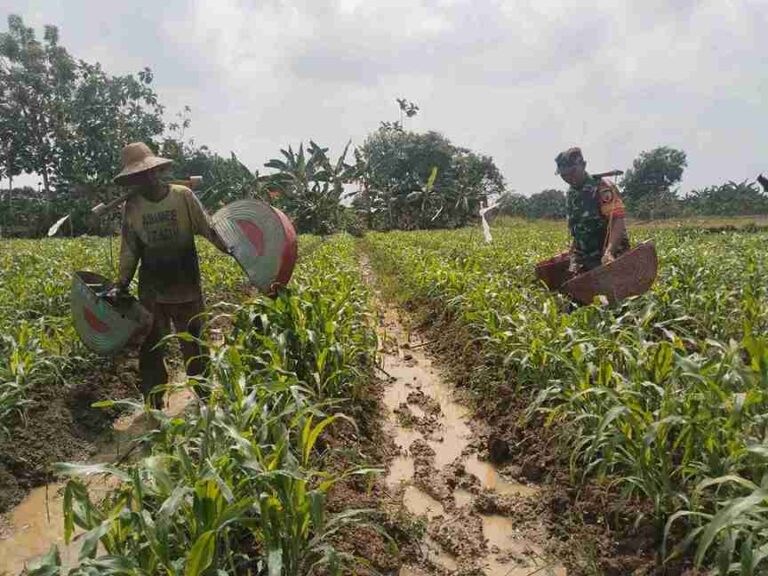 Babinsa Koramil 0826-01 Pamekasan Dampingi Pemupukan Tanaman Jagung Di Kelurahan Kangenan
