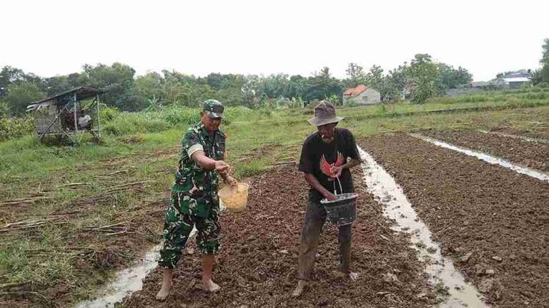 Babinsa Koramil 0826-01 Pamekasan Lakukan Penyemaian Bibit Padi Di Nyalabuh Laok