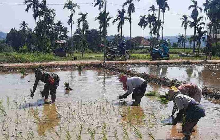 Babinsa Koramil 0826-10 Waru Dampingi Petani Dusun Sobih Tanam Padi Tahap Pertama