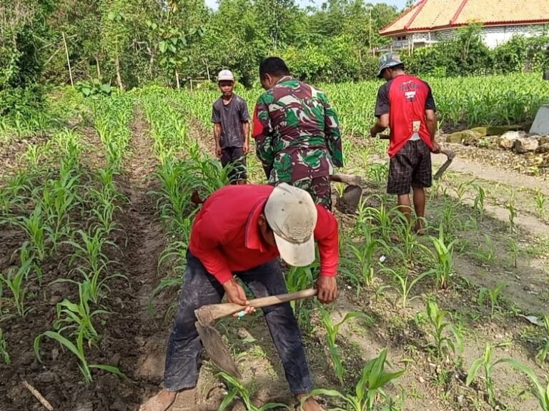 Babinsa Koramil 0826-03 Proppo Dampingi Petani Desa Karanganyar Rawat Tanaman Jagung