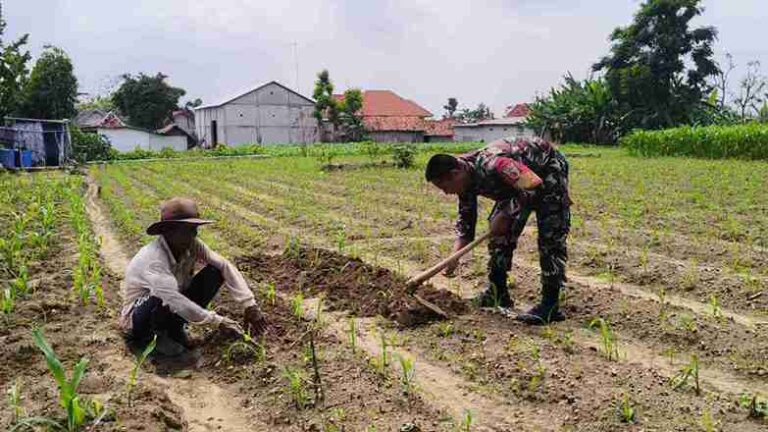 Babinsa Koramil 0826-02 Tlanakan Pendangiran Tanaman Jagung Di Desa Ambat