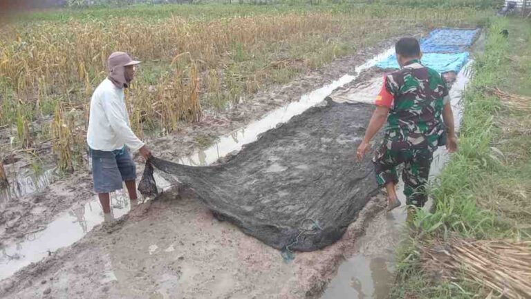 Babinsa Koramil 0826-06 Pademawu Bersama Petani Desa Prekbun Semai Bibit Padi Inpari