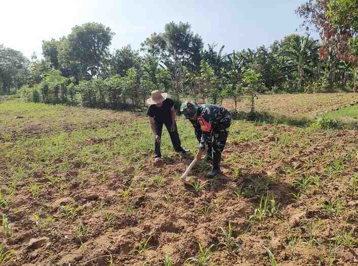 Babinsa Koramil 0826-05 Larangan Bantu Petani Desa Blumbungan Rawat Tanaman Jagung