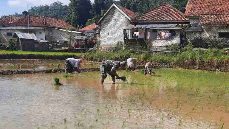 Babinsa Koramil 0826-10 Waru, Dampingi Petani Dusun Lembanah Tanam Padi