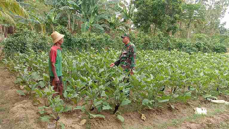 Babinsa Koramil 0826-04 Galis Dampingi Petani Rawat Tanaman Terong
