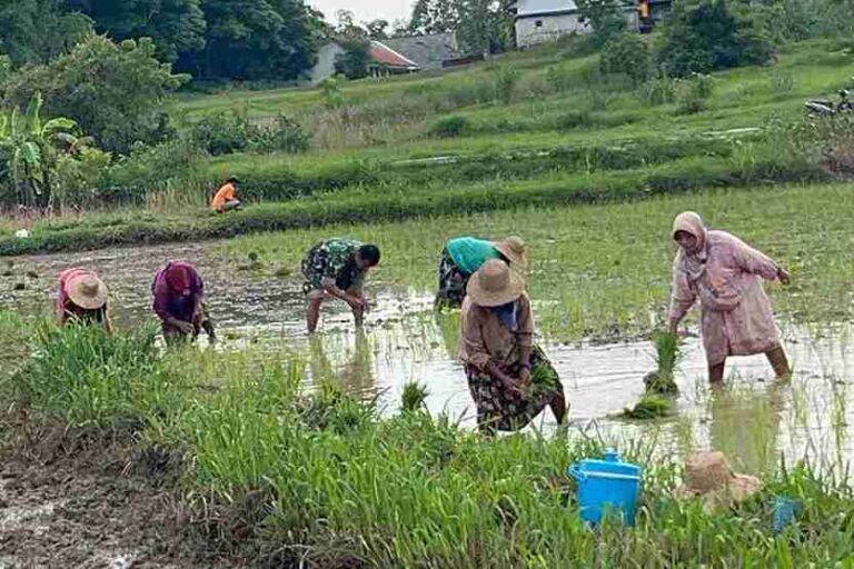 Babinsa Koramil 0826-02 Tlanakan Dampingi Petani Desa Mangar Bercocok Tanam