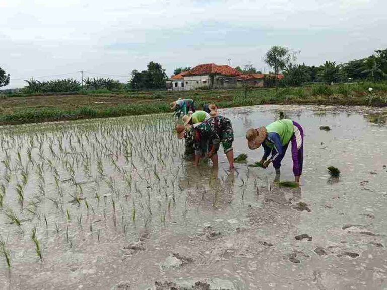 Babinsa Koramil 0826-04 Galis Dampingi Petani Desa Polagan Tanam Padi