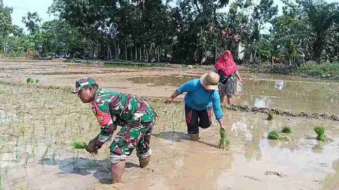 Babinsa Koramil Pamekasan dampingi petani di desa Teja Barat