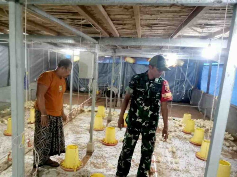 Dukung Ketahanan Pangan, Babinsa Koramil 0826-05 Larangan Anjangsana Ke Peternak Ayam Broiler