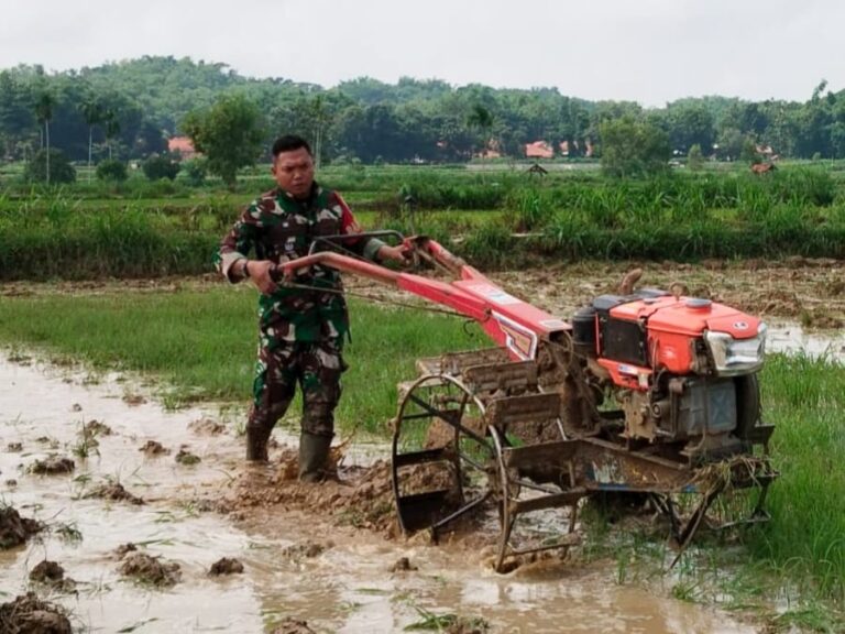 Gunakan Handtraktor, Babinsa Koramil 0826-09 Pakong Dampingi Petani Desa Somalang Bajak Sawah