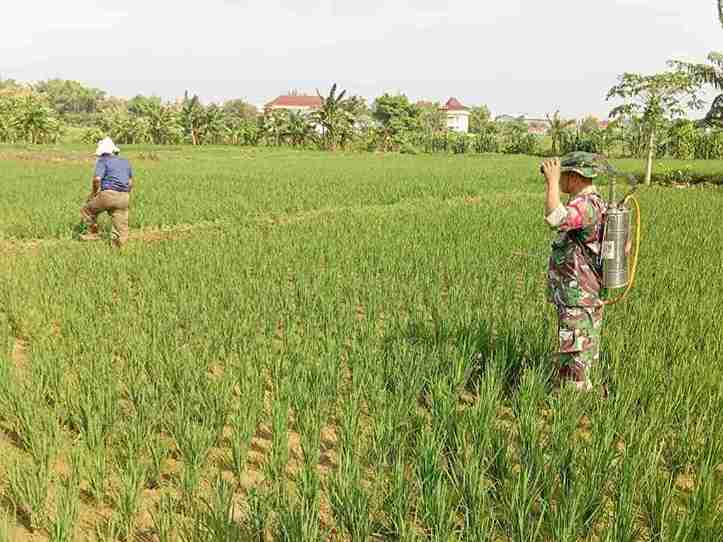 Rawat Tanaman Padi, Babinsa Koramil 0826-03 Proppo Dampingi Petani Desa Toket Lakukan Penyemprotan
