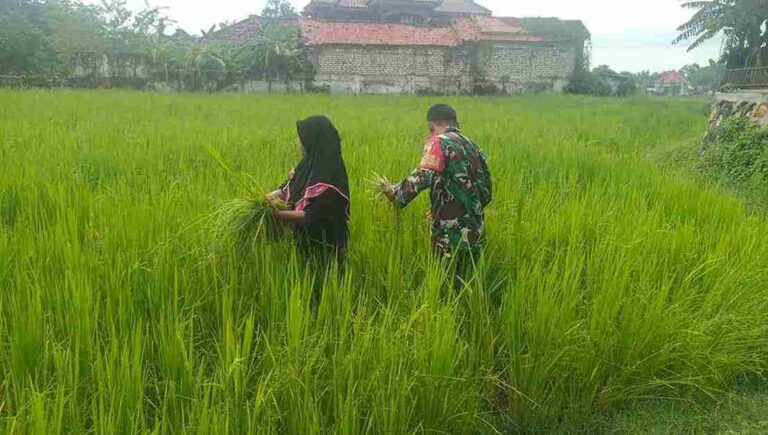 Babinsa Koramil 0826-02 Tlanakan Bantu Petani Rawat Tanaman Padi Di Desa Mangar