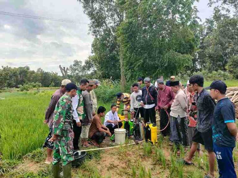 Babinsa Koramil 0826-08 Palengaan Kawal Sosialisasi Gerdal   Hama Tikus Dan Virus Tanaman Padi